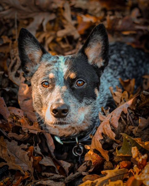 Blue Heeler Photography, Blue Heeler Aesthetic, Blue Healer, Austrailian Cattle Dog, Heeler Dogs, Blue Heeler Dogs, Blue Heelers, Australian Cattle Dogs, Dog Photoshoot