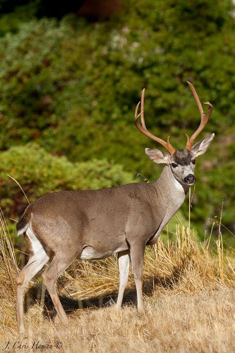 Blacktail Deer Mendocino county, California Blacktail Deer, Fawn Wallpaper, Mule Deer Hunting, Deer Pictures, Fallow Deer, Hunting Life, Trophy Hunting, Deer Family, Roe Deer