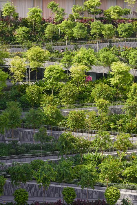 Oasis Terraces by Serie and Multiply Architects is a neighbourhood centre built around a stepped garden Green Terrace, Green Facade, Areas Verdes, Landscape And Urbanism, Garden Help, Natural Ventilation, Urban Farming, Roof Garden, Lush Garden