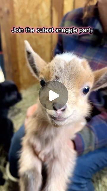 Pustika Samaddar || TRAVEL CREATOR ||NY || NJ || PA || DE on Instagram: "✅ Save this post and visit @thebubblygoatsoap soon.
📍The Bubbly Goat
248 Locktown Sergeantsville Rd, Stockton, NJ 08559

🐐 Book your baby goat snuggle experience where cuddles and laughter are guaranteed.

🐐They have fun experiences like Baby Goat Yoga, Hands on Bottle Feeding Baby Goat Experience, Baby Goat Snuggle Experience & more.
Tickets are between 🎟️ $16.50-$35.

🐐Highly recommend you purchase tickets in advance.

🐐For all the latest updates and information follow @thebubblygoatsoap & feel free to dm them. 

❤️It’s a perfect activity to do with your friends and family or partner.

🐐 You can find handmade Goat Milk Soap & Lotion, candles made at their goat farm, Stockton NJ, highly recommend getting the c Cuddle Party, Fun Experiences, Goat Yoga, Yoga Hands, Lotion Candles, Goat Farm, Feeding Baby, Baby Goat, Goat Farming