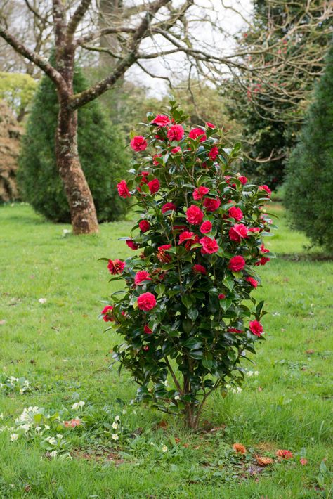 Landscaping Ideas: The Case for Camellias - Gardenista Landscaping Drawing, Drawing Layout, Garden Beds Diy, Landscaping Architecture, Low Maintenance Landscaping Front Yard, Red Camellia, Simple Landscaping, Small Backyards, Texas Landscape