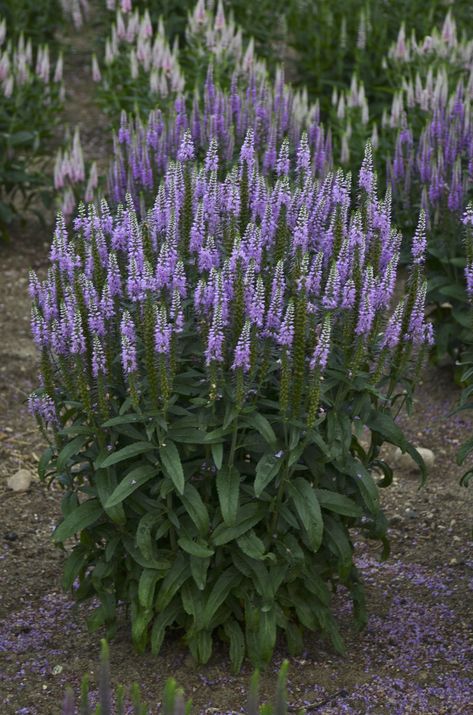 This perennial is tolerant of a wide range of well-drained soil types. Amending soils, especially very heavy and light types, with generous amounts of organic matter will result in improved performance. Although tolerant of partial shade, it will flower better in full sun. Pictured: Veronica 'Lavender Lightsaber' (Spike Speedwell) Spike Speedwell, Grass Pavers, Full Sun Flowers, Evergreen Landscape, Soil Types, Landscape Curbing, Australian Native Garden, Container Gardening Flowers, Sloped Garden