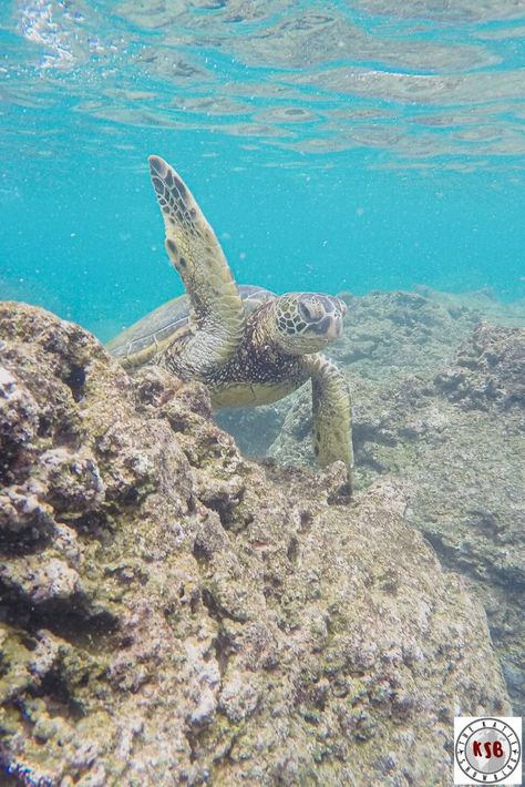 Here's a complete guide on snorkeling at Sharks Cove on the north shore of Oahu. Shark Information, Swim With Turtles, Waimea Falls, Surf Competition, Hilton Hawaiian Village, Turtle Bay Resort, Waimea Bay, Hanauma Bay, Surfing Pictures