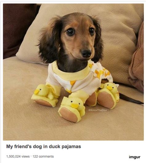 Dachshund Funny, Weenie Dogs, Dachshund Puppies, Dachshund Puppy, Weiner Dog, Wiener Dog, Dachshund Dog, Baby Dogs