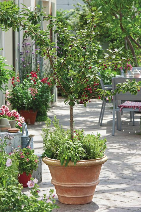 The Best Fruits to Grow in Containers - FineGardening Fruits To Grow, Fruit Trees In Containers, Potted Fruit Trees, Yard Makeover, Patio Trees, Cherry Trees, Patio Planters, Fine Gardening, Side Garden