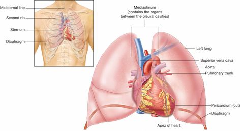 The heart is located in the central thoracic cavity - mediastinum (pericardial cavity), between the lungs. The base is the superior portion, and the apex is the inferior portion to the left. Anatomy Lungs, Thoracic Cavity, Heart Location, Human Heart, Cardiology, Anatomy And Physiology, Human Anatomy, Lungs, Lace Up Flat