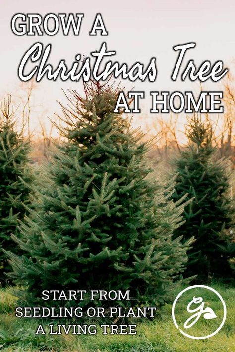 If you are looking for an unusual Christmas project, why not grow a Christmas tree at home? Read on for more info. Christmas Tree At Home, Christmas Tree Plant, Tree For Christmas, Tree Seedlings, Front Yard Garden Design, Cool Christmas Trees, Ornamental Trees, Shade Trees, Front Yard Garden