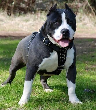 Check out this picture on Answers.com! Pitbull Dog Breed, Bully Breeds Dogs, Pitt Bull, American Pitbull, Bully Dog, American Staffordshire Terrier, American Staffordshire, Pitbull Puppies, Staffordshire Terrier