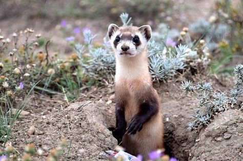 It’s #endangeredspeciesday. The black-footed ferret, a species native to central North America, declined steadily throughout the 20th century as a result of disappearing prairie dog populations, their primary source of food. In the 1970s, the ferrets were believed extinct until a small group were discovered in Wyoming. With a successful captive breeding and reintroduction program there are once again wild populations on native grasslands. We hope the large prairie dog colonies on our ranches wil Black Footed Ferret, Living In Colorado, Prairie Dog, Endangered Animals, The 20th Century, Small Group, Ferret, Wyoming, Small Groups