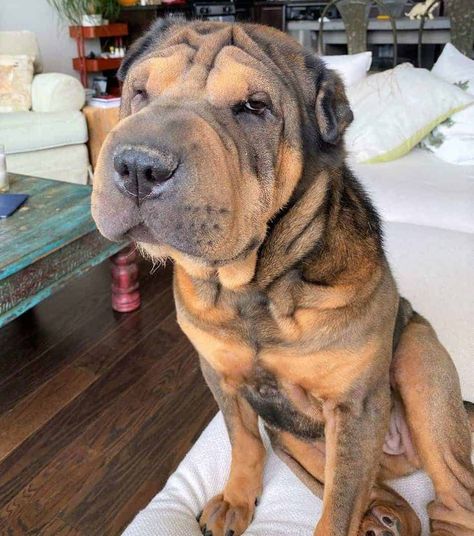 Shar Pei Dog Full Grown, Sharpei Dogs Full Grown, Bear Coat Shar Pei, Blue Shar Pei, Shar Pei Mix, Mini Bulldog, Shar Pei Puppies, Chinese Dog, Dream Pet