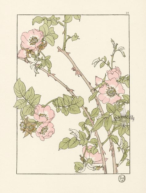 The Briar Rose  - Jeannie Foord - "Decorative Flower Studies", Pochoir Prints, 1901. Flower Studies, Illustration Botanique, Briar Rose, Rose A, Scottish Artists, Japanese Woodblock Printing, Botanical Drawings, Arts And Crafts Movement, Realistic Drawings