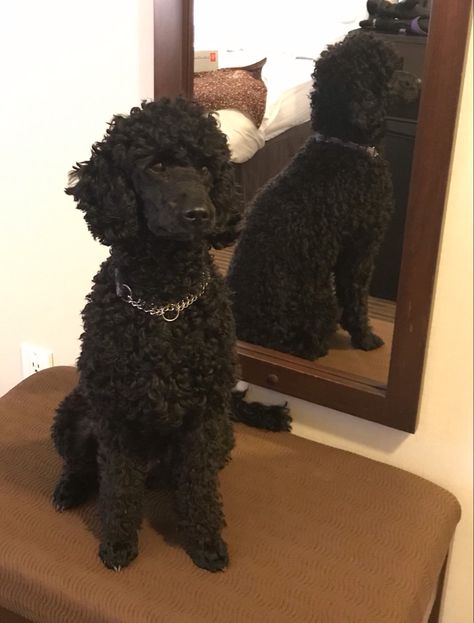 Black Standard Poodle Puppy, Standard Poodle Black, Black Poodle Aesthetic, Big Poodle Dogs, Groomed Poodle, Standard Poodle Cuts, Poodle Puppy Cut, Poodle Haircut Styles, Poodle Black