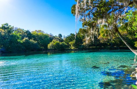 15 Best Day Trips from Jacksonville, FL - The Crazy Tourist Jacksonville Beach Florida, Ocala National Forest, Forest Camping, Forest Camp, Rv Parks And Campgrounds, Florida Springs, Florida Destinations, Fun Outdoor Activities, Jacksonville Beach