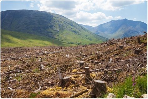 Deforestation My Little Dark Age, Importance Of Trees, Little Dark Age, Logging Industry, Baltic Countries, Powerpoint Background Design, Powerpoint Background, Renewable Sources Of Energy, Frozen Lake