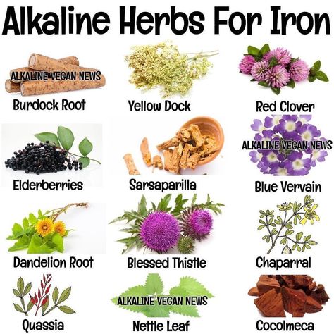 329 Likes, 2 Comments - 🌿Plant • Conscious • Energy (@plant_conscious_energy) on Instagram: “Follow @alkalineherbshop All of these herbs and more can be found in our Iron and Happy Brain…” Healthy Energy Foods, Alkaline Herbs, Happy Brain, Blessed Thistle, Alkaline Vegan, Herb Shop, Healing Tea, Magic Herbs, Burdock Root