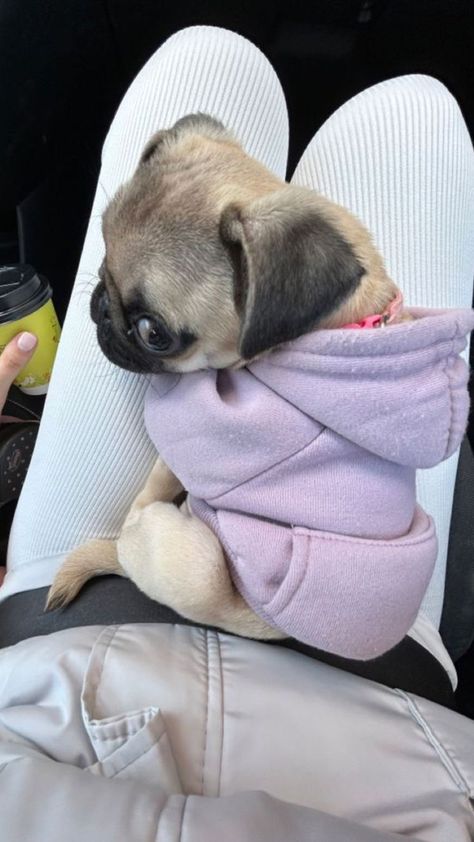 Funny Pug Videos, Teacup Pug, Pug Clothes, Pet Pug, Cute Pug Puppies, Dog Mommy, Baby Pugs, Dog Icon, Pug Mom