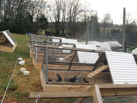 Rabbit Colony Ideas, Rabbit Barn Ideas, Rabbit Tractor, Rabbit Colony, Rabbit Farming, Rabbit Hutch Plans, Diy Rabbit Cage, Bunny Farm, Raising Rabbits For Meat