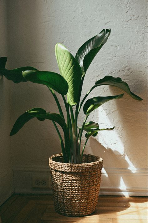 Plant Pot Photography Ideas, Potted Plants Living Room, Potted Plant Photography, Boho Potted Plants, Big Plants Aesthetic, Aesthetic Potted Plants, Potted Plant Aesthetic, Indoor Banana Plant, Potted Plants Aesthetic