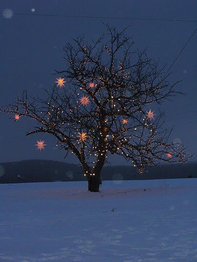 Christmas Lights Outdoor Trees, Fairy Lights In Trees, Christmas Lights Outside, Christmas House Lights, Wrapped Lights, Outdoor Trees, Christmas Yard Decorations, Navidad Diy, Christmas Yard