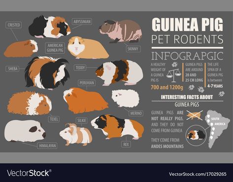 Pigs As Pets, Pig Template, Guinea Pig Breeds, Peruvian Guinea Pig, Guinea Pig Breeding, Pig Breeds, Pet Rodents, Africa Art Design, Pet Guinea Pigs