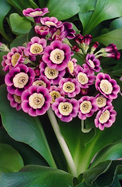 Outdoor Winter Plants, Winter Pansies, Primula Auricula, Winter Plants, Unusual Flowers, Colorful Garden, Exotic Flowers, Flower Beauty, Flower Photos