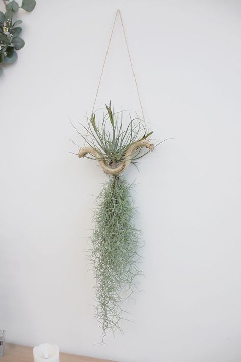 Air Plant Art, Tillandsia Usneoides, Air Plants Diy, Air Plant Garden, Air Plants Decor, Air Plant Display, Tillandsia Air Plant, Garden Crafts Diy, Terrarium Plants