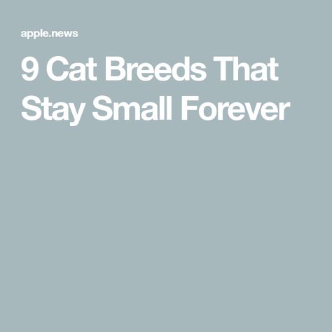 9 Cat Breeds That Stay Small Forever Small Cat Breeds, Singapura Cat, Balinese Cat, Laperm, Japanese Bobtail, American Curl, Selective Breeding, Cornish Rex, Munchkin Cat