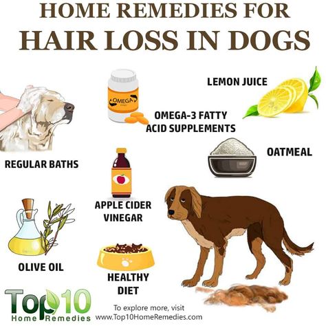 Home Remedies for Hair Loss in Dogs Top 10 Home Remedies, Dog Itching, Dog Top, Home Remedies For Hair, Dog Shedding, Lost Hair, Hair Problems, Hair Care Tips, How To Make Hair