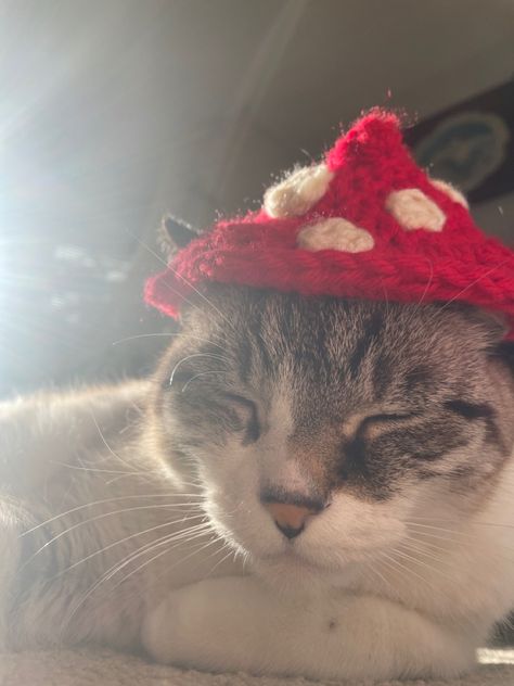 Cat With Mushroom Hat, Mushroom Wizard, Cat Hats, Fluffy Kittens, Alley Cat, Cat Hat, Cat Accessories, Cat Costumes, Dog Sweater