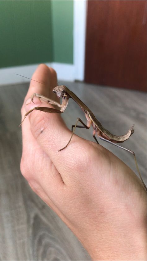 Praying Mantis Enclosure, Mantis Enclosure, Praying Mantis, Terrarium, Amazon Tiktok, Bugs, Cuff Bracelets, Cuff, Quick Saves