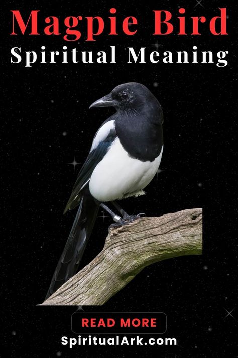 at the top of the post is the title that says, "magpie bird, spiritual meaning", at the center of this post is a photo of a magpie bird standing on a branch of tree while turning its head to its right, below is a button which contains the words "read more", and at the bottom of this post is the website source, "SpiritualArk.com" Bird Meaning, Magpie Bird, Spirit Animal Meaning, Animal Meanings, Animal Symbolism, Spiritual Truth, Hope Symbol, Spiritual Meaning, Personal Journey