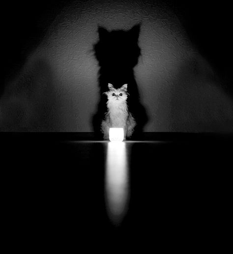 Cats are mysterious enough by their nature already, but these photographers have… Image Chat, White Kittens, Cat Photography, White Cats, Cute Kittens, White Photo, Crazy Cat Lady, Beautiful Cats, Cat Photo