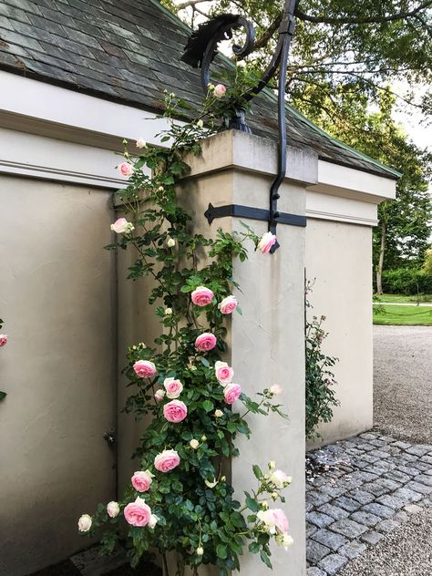 Rose Climbers, Climbing Roses Trellis, Iron Arch, De Gournay Wallpaper, Garden Vases, Smell The Roses, Shades Of Peach, Climbing Roses, Pins And Needles