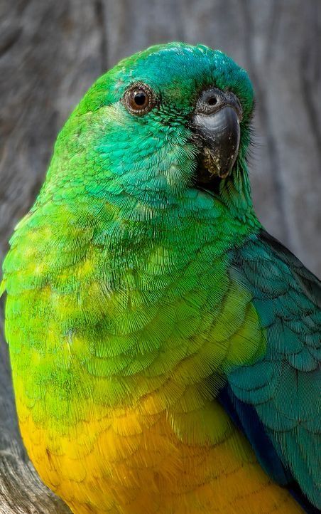 Red-rumped Parrot | Psephotus haematonotus … Australian Parrots, Australian Birds, Bird Photography, Parrot, Birds, Photography, Red, Animals, Art