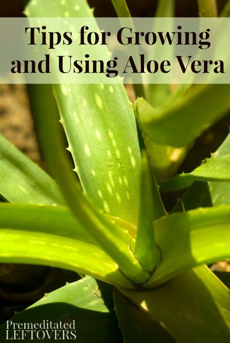 Tips for Growing and Using Aloe Vera- These tips will help you start growing an aloe vera plant and make use of its health benefits in your home. Growing Aloe Vera, Aloe Vera Plant, Organic Vegetables, Medicinal Plants, Growing Plants, Herb Garden, Organic Gardening, Green Thumb, Plant Care