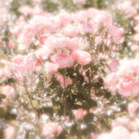 Pink Ethereal Aesthetic, Pink Fairy Aesthetic, Pink Floral Aesthetic, Pink Flower Aesthetic, Rose Core, Cottagecore Pink, Pink Cottagecore, Pink Nature, Soft Pink Theme