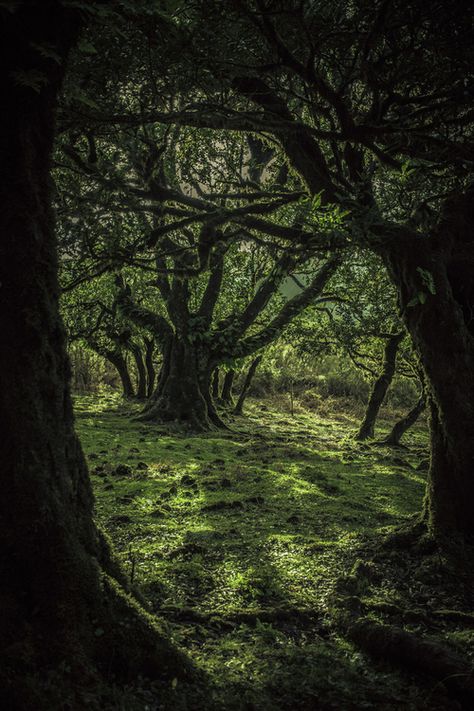 Arch Passage, Enchanted Wood, Mystical Forest, Magic Forest, Samos, Tree Forest, Magical Forest, Dark Forest, Magical Places