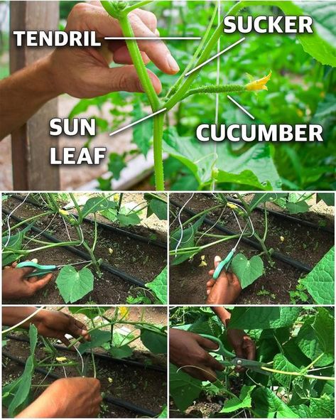 How and When To Prune Cucumber... - Tip For Agriculture Cucumber Plants, Cucumber Plant, Plants And Gardening, Health Planner, Gardening Tips, Agriculture, Cucumber, Health, Plants