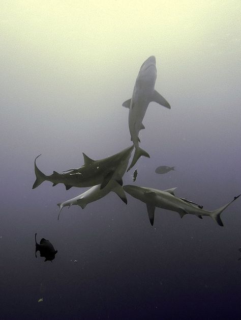 Grey Reef Shark, Shark Stuff, Shark Bait, Reef Shark, Coral Sea, Shark Swimming, Underwater Creatures, Sea Coral, Underwater Life