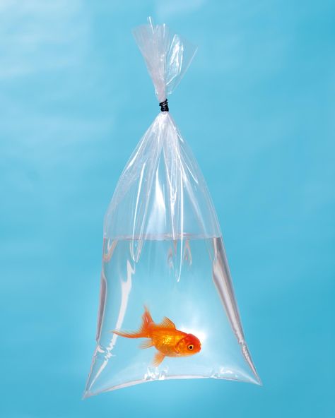 Goldfish In A Bag, Surrealism Fashion, Observational Drawing, Sculpture Projects, Logo Design Art, Plastic Art, Pet Fish, Fish In A Bag, Resin Flowers