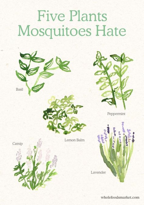 Mosquito Repelling Plants, Have Inspiration, Garden Pests, House Plants Indoor, Plant Mom, Beetles, Herb Garden, Dream Garden, Plant Life