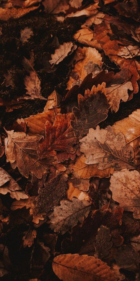 Golden Leaves Aesthetic, Autumn Colours Aesthetic, 1792 X 828 Wallpaper Hd, Fall Cozy Aesthetic Wallpaper, Autumn Wallpaper Aesthetic Cozy, Autumncore Wallpaper, Fall Phone Wallpaper Aesthetic Dark, Fall Cottagecore Wallpaper, Autumn Homescreen Wallpaper