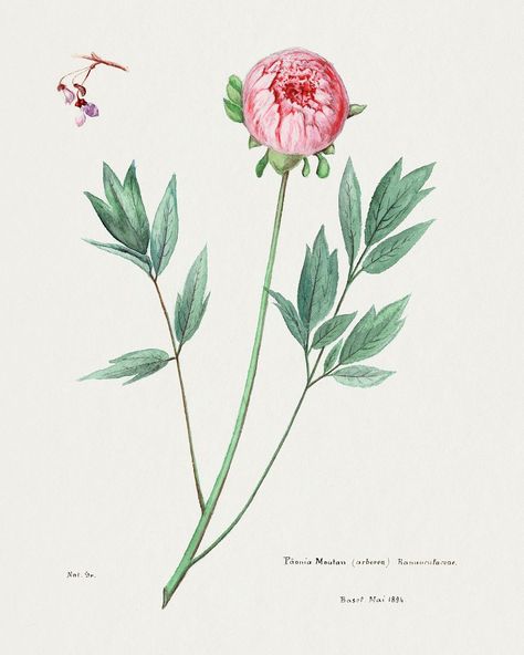 Moutan peony. Digitally enhanced from our own original copy of Familie Der Cacteen (1893-1905).  | free image by rawpixel.com Moutan Peony, Peony Botanical, Peony Illustration, Vector Graphics Illustrations, Leopard Art, Peony Painting, Graffiti Murals, Artwork Display, Hd Backgrounds