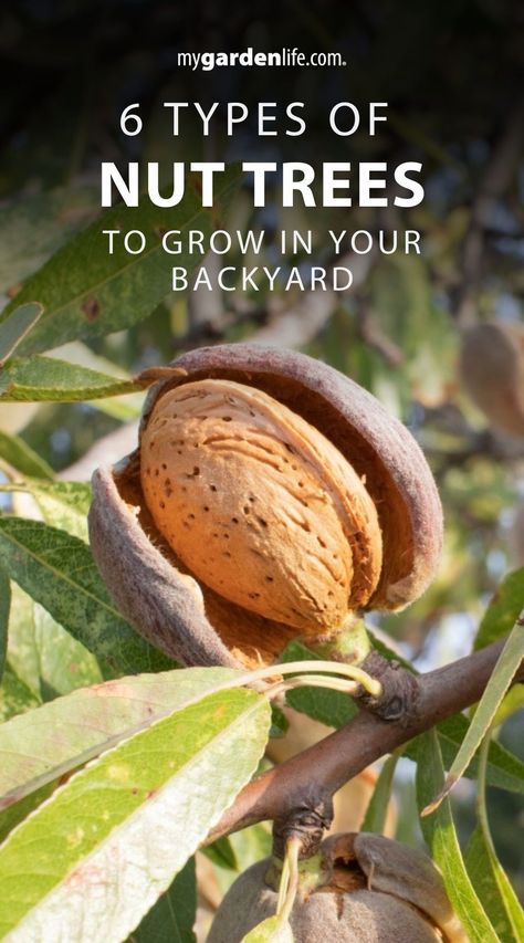 Explore six types of nut trees that thrive in home gardens. This guide covers everything from nut tree growing basics to how to grow nut trees successfully in your backyard. Enjoy fresh, homegrown nuts right from your own garden. Find more gardening tips and edible landscaping ideas at Mygardenlife.com. How To Grow Nutmeg, Forest Garden Ideas, Pruning Raspberries, Hazelnut Tree, Fruit Tree Garden, Food Forest Garden, Nut Trees, Organic Agriculture, Black Walnut Tree