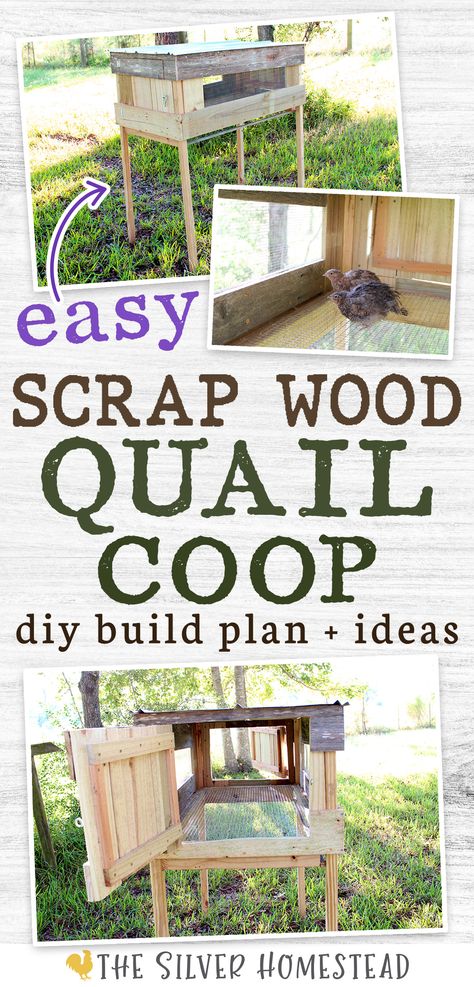 a collage of 3 images showing a scrap wood quail coop made of pallet wood and Coturnix quails inside the homemade cage appear on a white wood background with text that reads easy scrap wood quail coop diy build plan + ideas Small Quail Coop, Quail Coop Diy, Quail Coop Ideas, Quail Coop Ideas Diy, Pallet Coop, Quail House, Coturnix Quail, Quail Coop, Chicken Coop Pallets