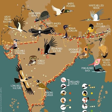 Critically Endangered Birds of India Bird Migration Map, Endangered Birds, Animals Name In English, Wildlife Of India, Geography Project, Illustration Example, Peacock Crafts, Biodiversity Conservation, Bird Types