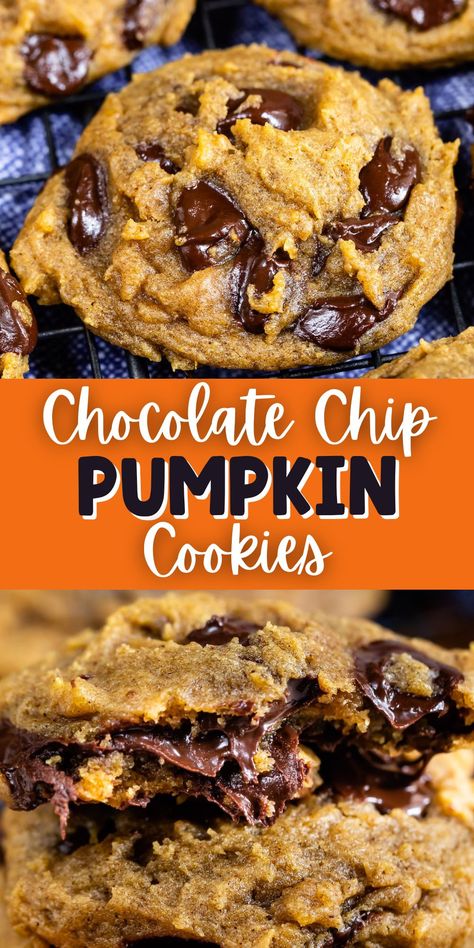 Easy Pumpkin Chocolate Chip Cookies are full of pumpkin and spices - they taste like a bite of fall! This easy cookie recipe is FULL of chocolate chips and freezes well! Pumpkin Cookies Healthy, Cookies Pumpkin, Pumpkin Cookie Recipe, Cookies Healthy, Pumpkin Recipes Easy, Perfect Chocolate Chip Cookies, Pumpkin Chocolate Chip, Pumpkin Chocolate Chip Cookies, Cookies Chocolate