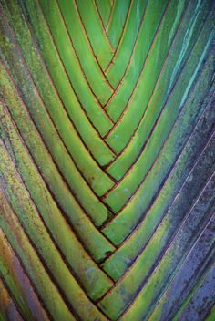 1000+ ideas about Patterns In Nature on Pinterest | Fractals ... Nature Close Up Texture, Ravenala Madagascariensis, Travelers Palm, Geometry In Nature, Plant Texture, Palm Pattern, Palm Tree Pattern, Natural Patterns, Texture Inspiration