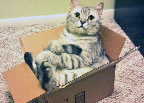 These Cats Love Our Prime Day Sale And So Will You Funny Cat Photos, Söt Katt, Cat Box, Funny Cat Memes, Cat Sitting, Funny Cat Videos, Cats Meow, On The Floor, Cat Gif