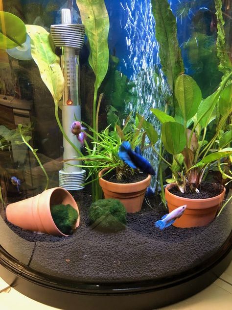 Berta Fish Tank, Fish Tank Betta, Betta Fish Tank Ideas, Fish Aquarium Decorations, Fish Tank Themes, Goldfish Tank, Fish Tank Terrarium, Cool Fish Tanks, Diy Fish Tank